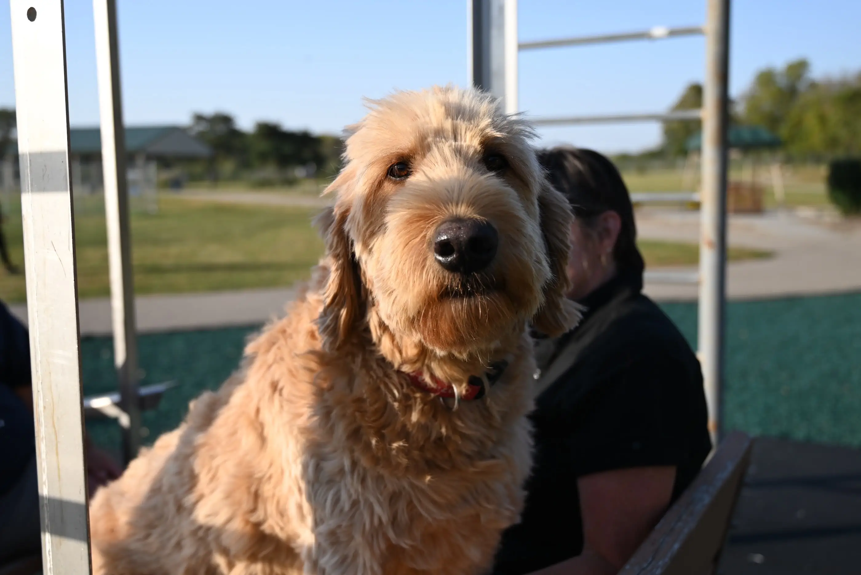 Dog look straight into the camera.