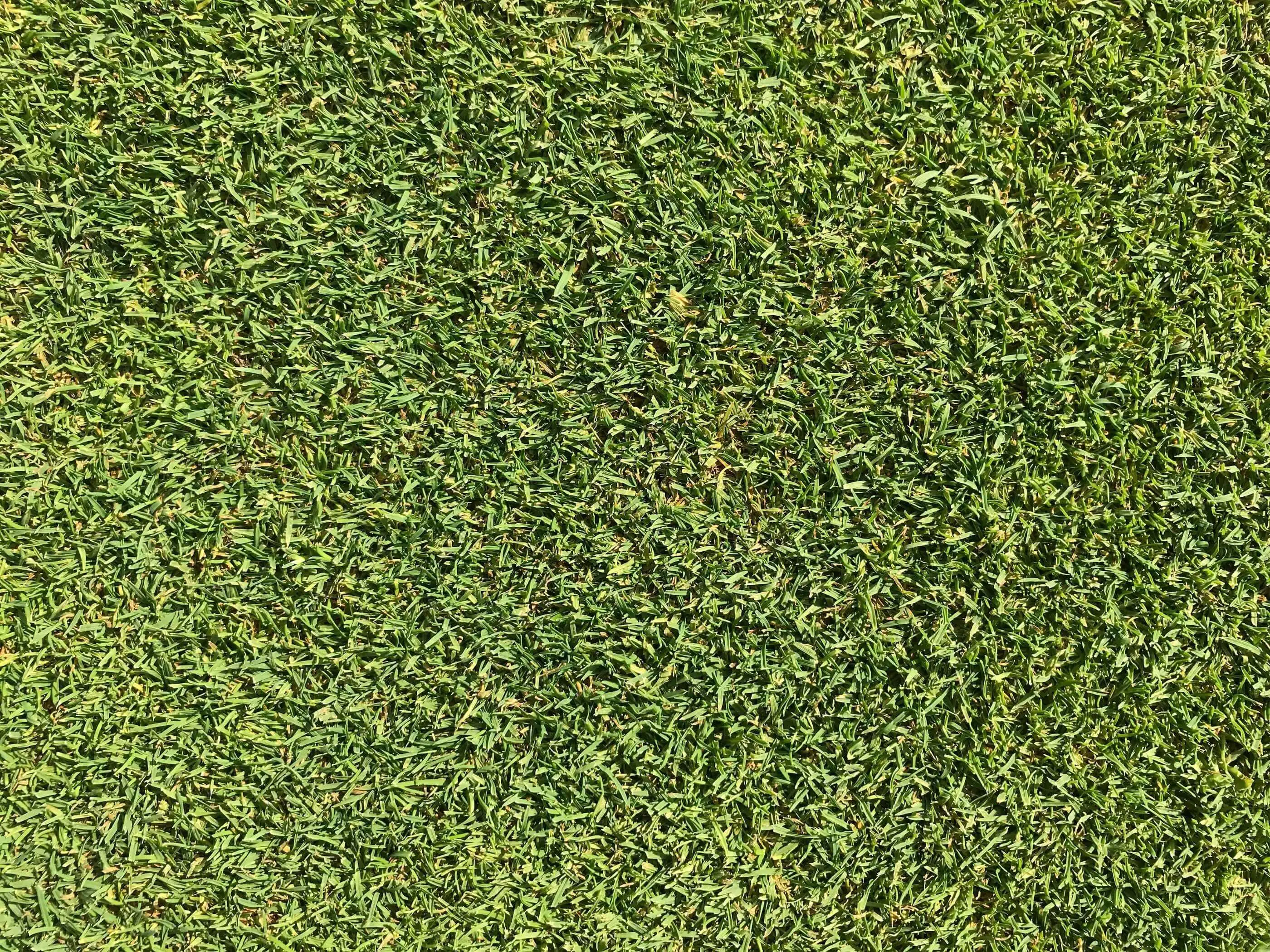 Looking down onto lush green grass